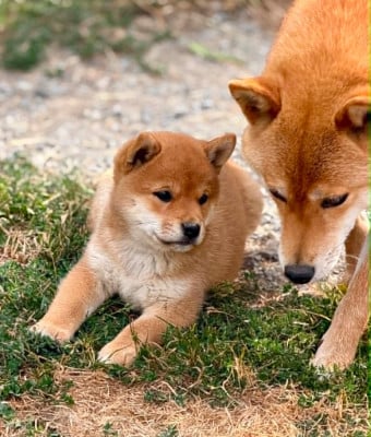 Les chiots de Shiba