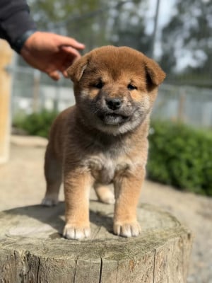 Les chiots de Shiba