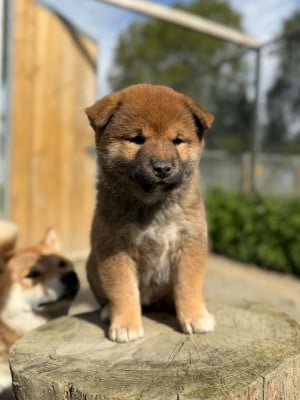 Les chiots de Shiba