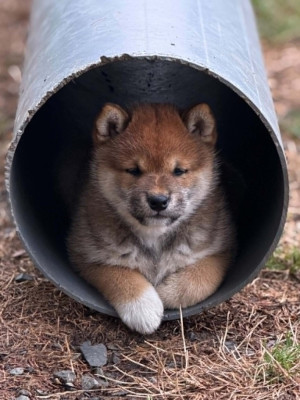 Les chiots de Shiba