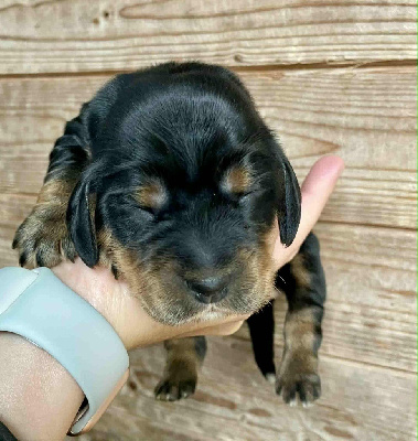 Les chiots de Cocker Spaniel Anglais