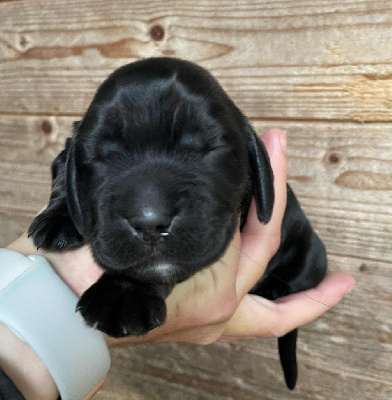 Les chiots de Cocker Spaniel Anglais