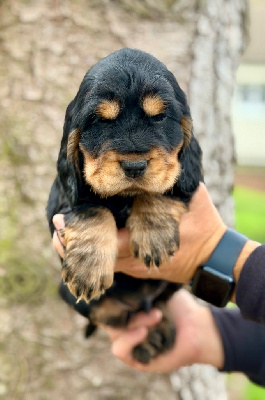 Les chiots de Cocker Spaniel Anglais