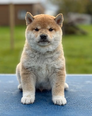 Les chiots de Shiba