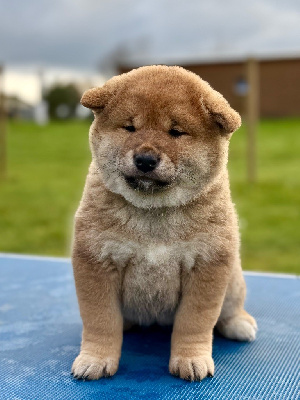 Les chiots de Shiba