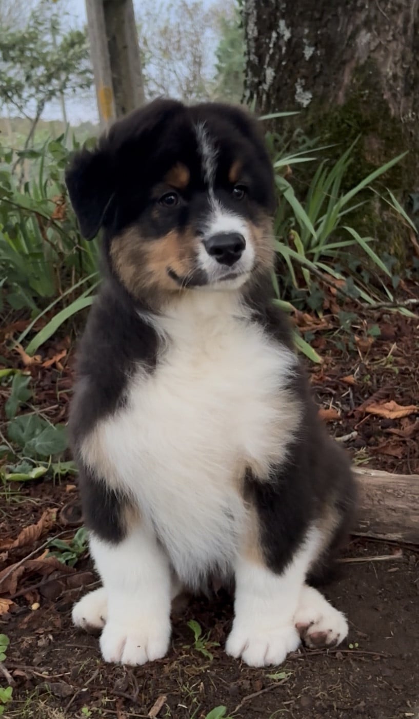 A Loyal Presence De l aussie happy