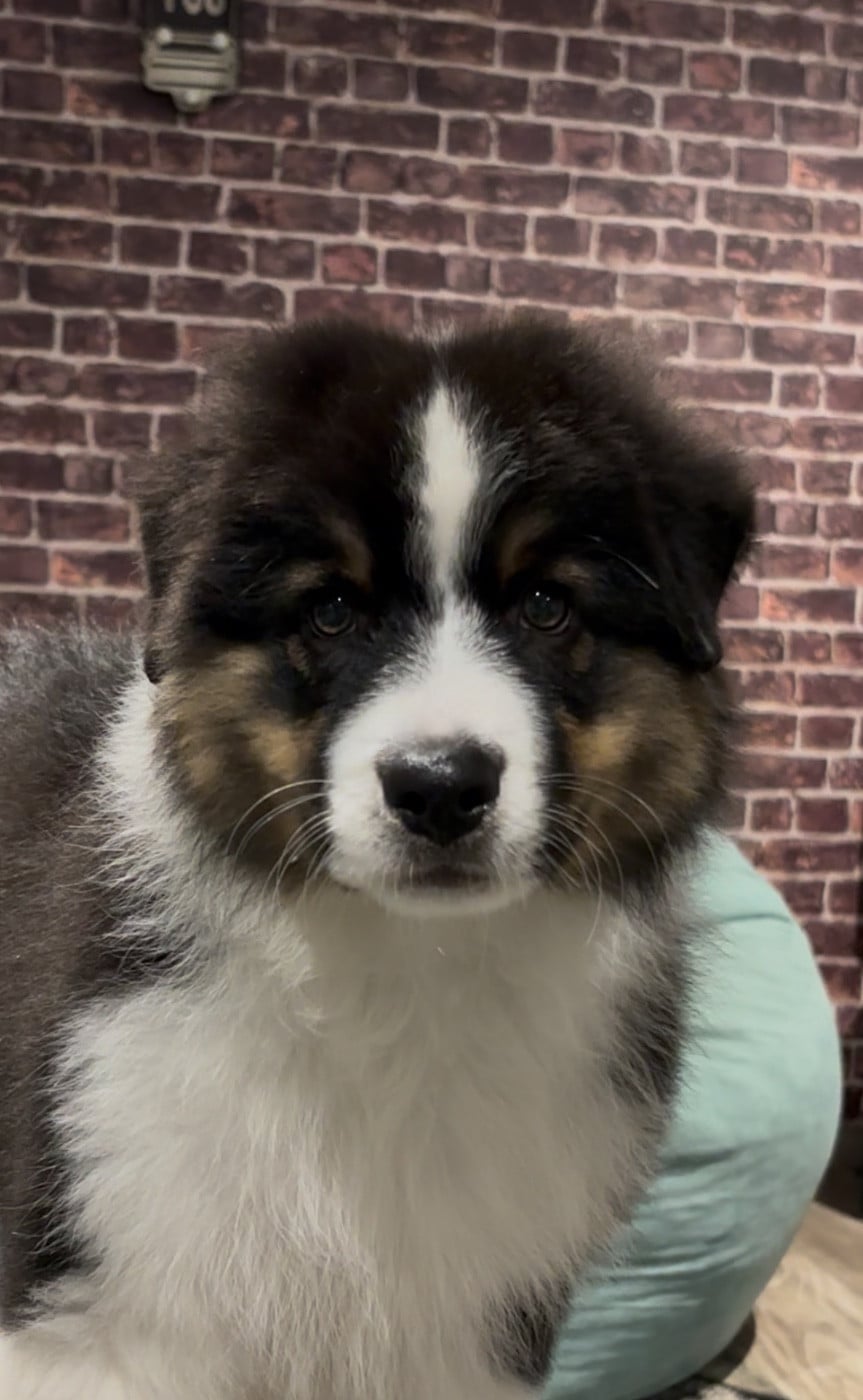 A Good Boy De l?aussie happy