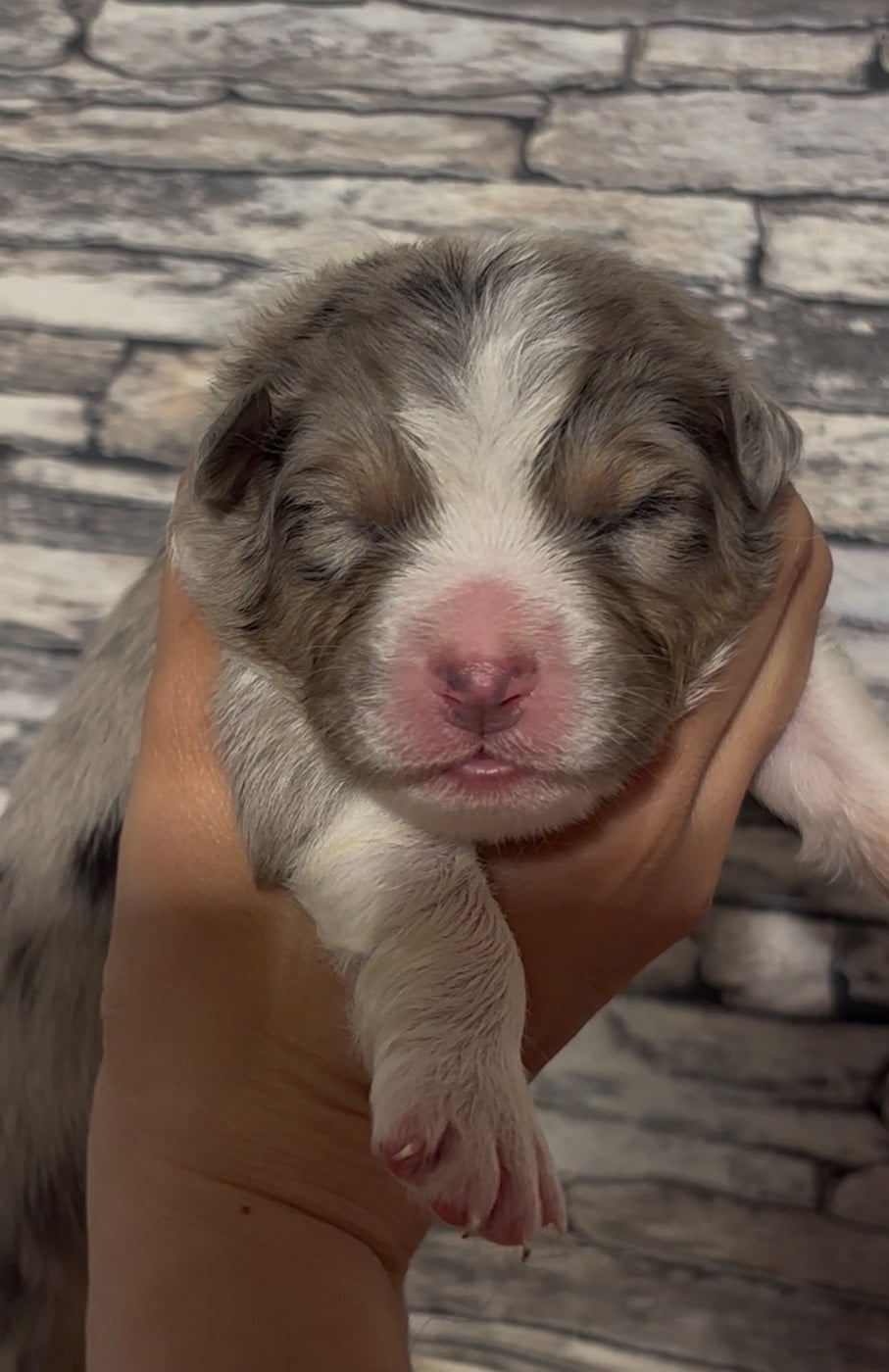 CHIOT 2 - Berger Australien