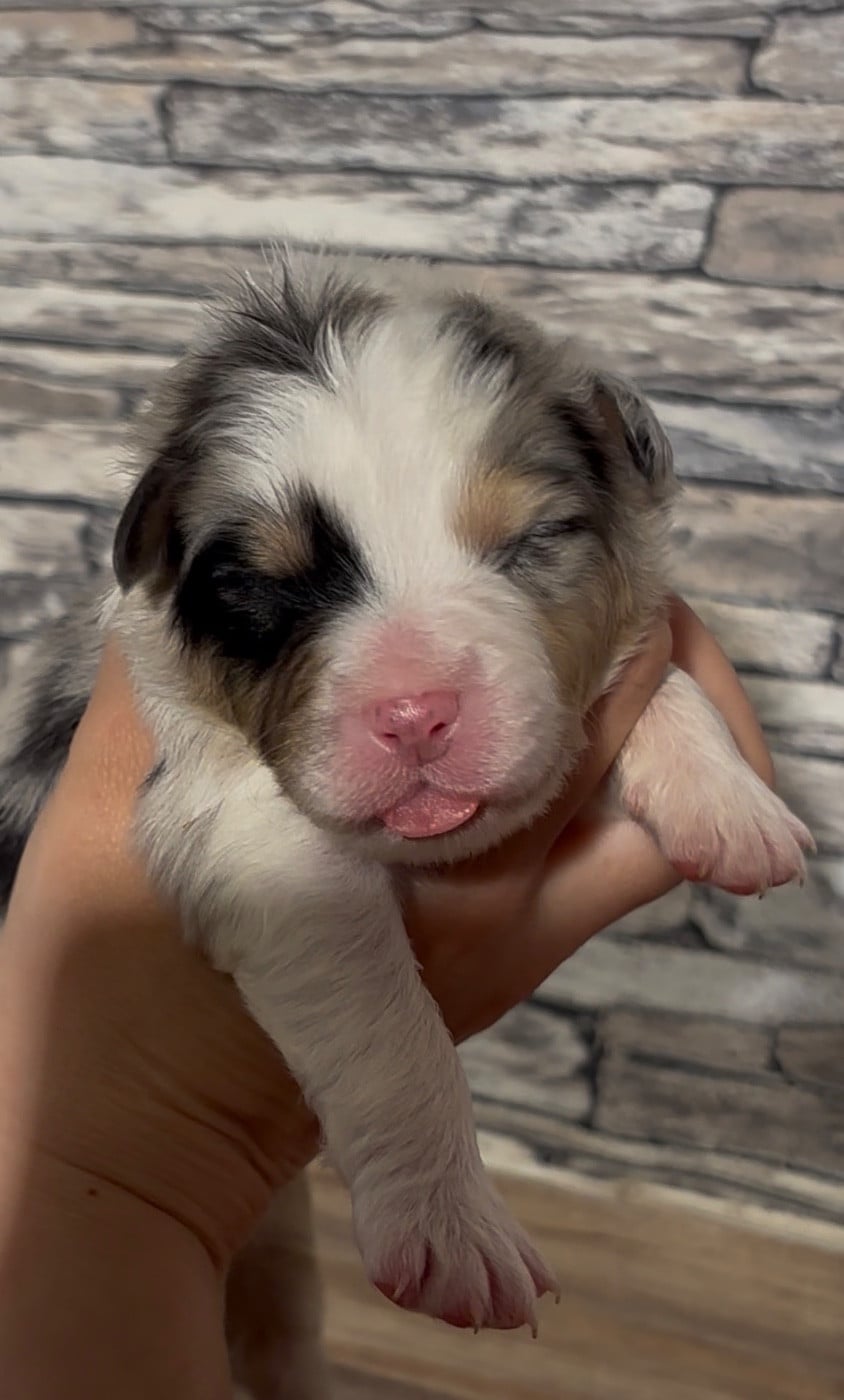 CHIOT 3 - Berger Australien