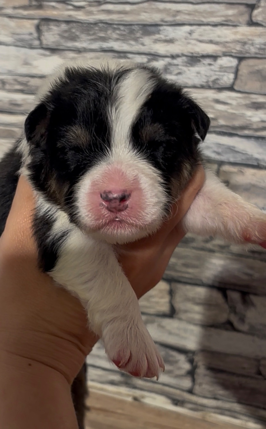 CHIOT 4 - Berger Australien