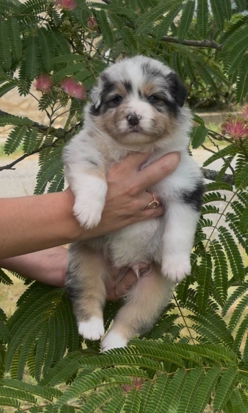 CHIOT 1