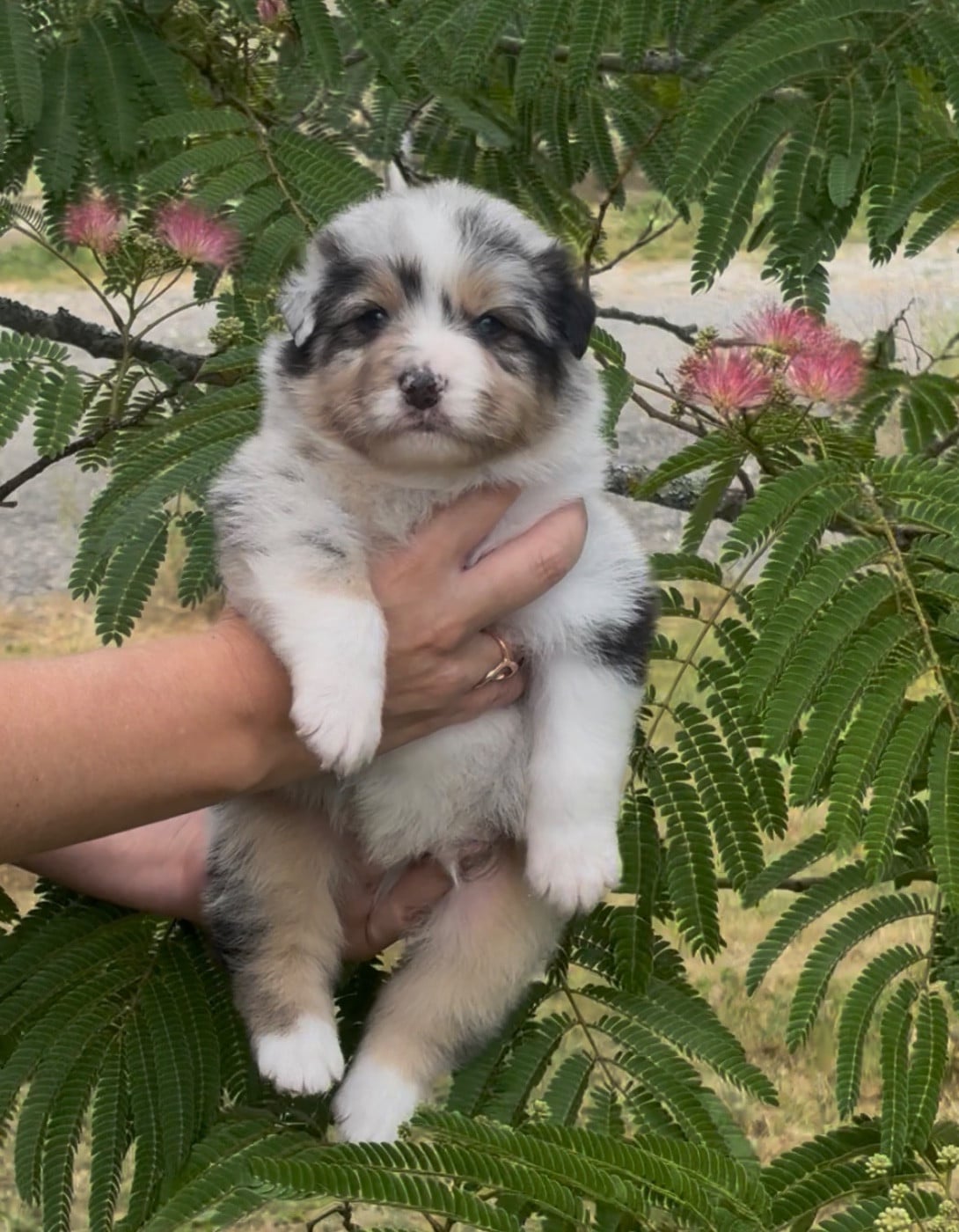 CHIOT 1