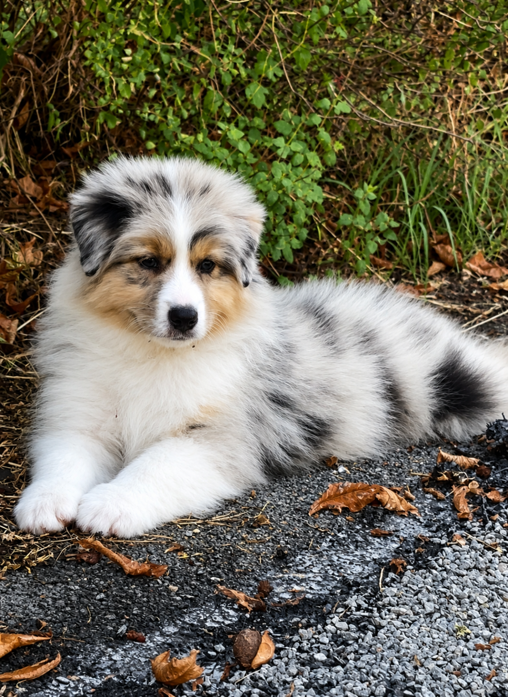 Be my baby de l aussie Happy