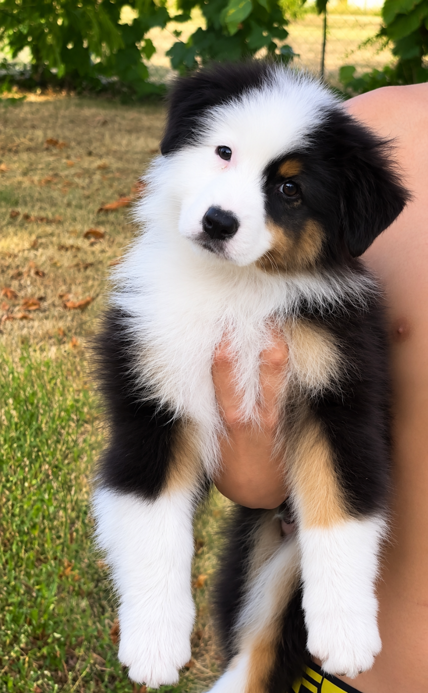 Black Panda de l aussie Happy