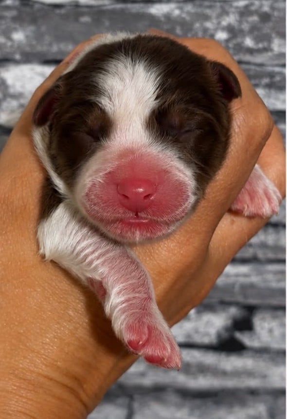 CHIOT 3 - Berger Australien