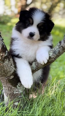 Les chiots de Berger Australien