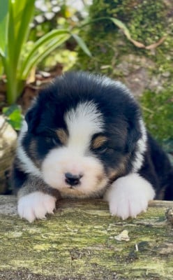 Les chiots de Berger Australien