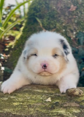 Les chiots de Berger Australien