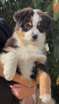 Les chiots de Berger Australien