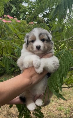 Les chiots de Berger Australien