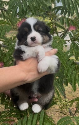 Les chiots de Berger Australien