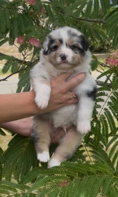 Les chiots de Berger Australien