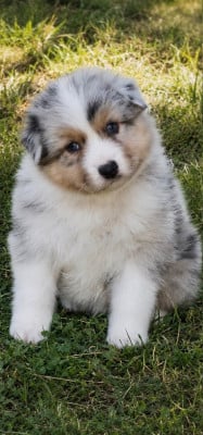 Les chiots de Berger Australien
