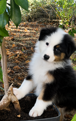 Les chiots de Berger Australien