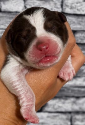 Les chiots de Berger Australien