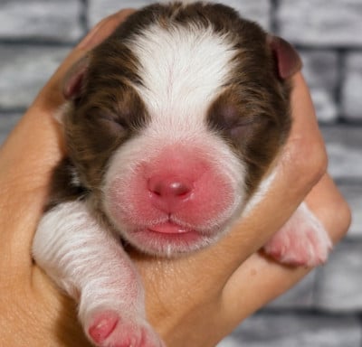 Les chiots de Berger Australien