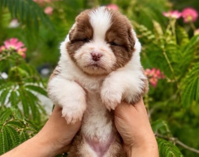 Les chiots de Berger Australien