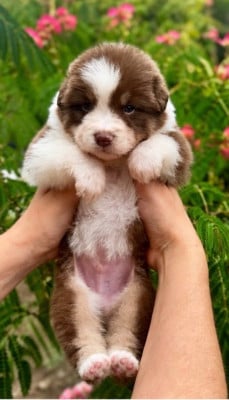Les chiots de Berger Australien
