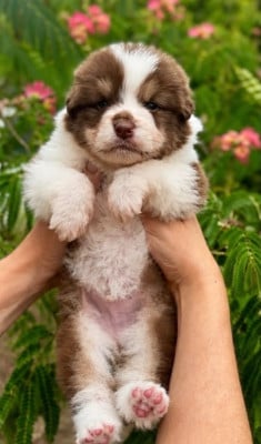 Les chiots de Berger Australien