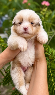 Les chiots de Berger Australien