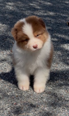 Les chiots de Berger Australien