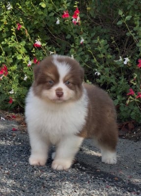 Les chiots de Berger Australien
