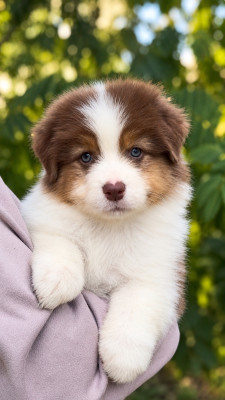 Les chiots de Berger Australien