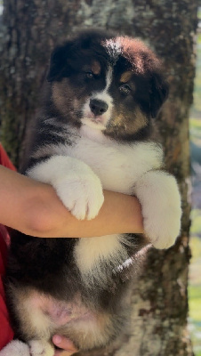 Les chiots de Berger Australien