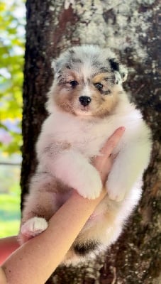 Les chiots de Berger Australien