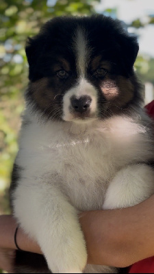 Les chiots de Berger Australien