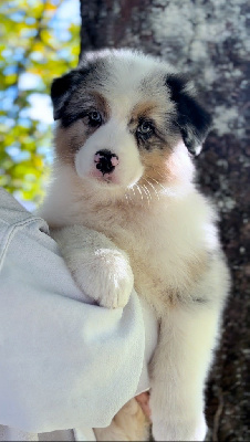 Les chiots de Berger Australien