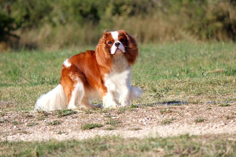 Publication : Shine Ever Auteur : Sandrine