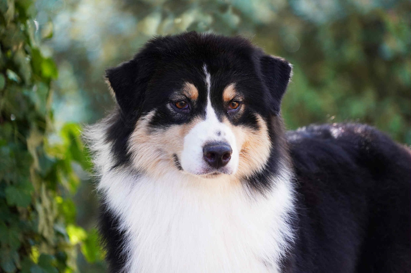 Shine Ever Un dernier clone