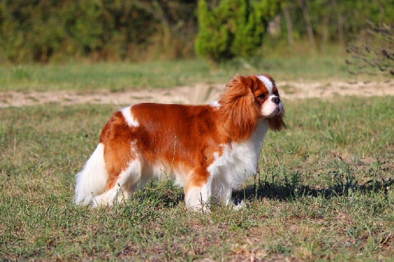 Publication : Shine Ever Auteur : Sandrine