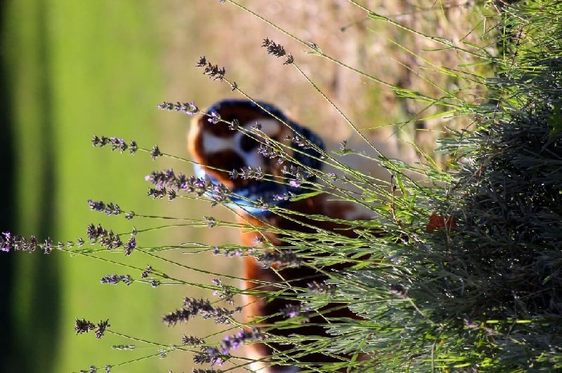 Publication : Shine Ever Auteur : Sandrine