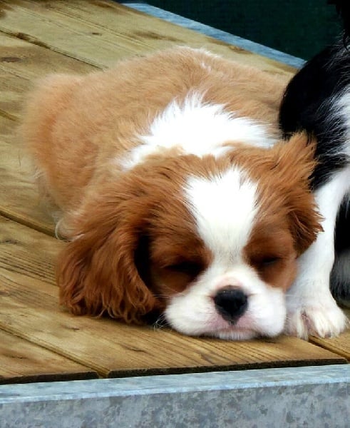 Publication : Shine Ever Auteur : Sandrine