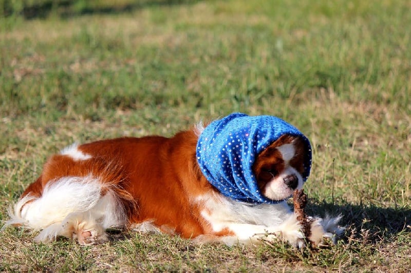 Publication : Shine Ever Auteur : Sandrine