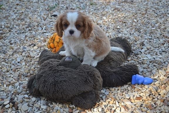 Publication : Shine Ever Auteur : Sandrine