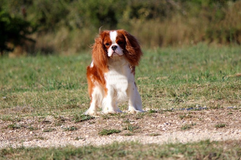 Publication : Shine Ever Auteur : Sandrine