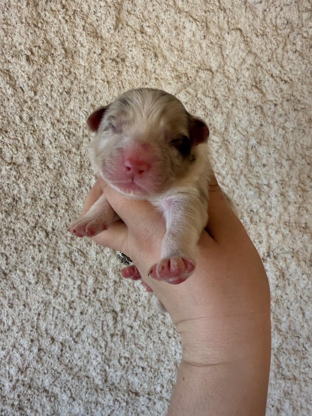 Chiot N°1 - Berger Australien